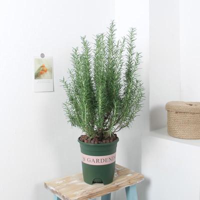 迷迭香盆栽可食用西餐牛排香草植物室内驱蚊绿植花卉四季常青好养