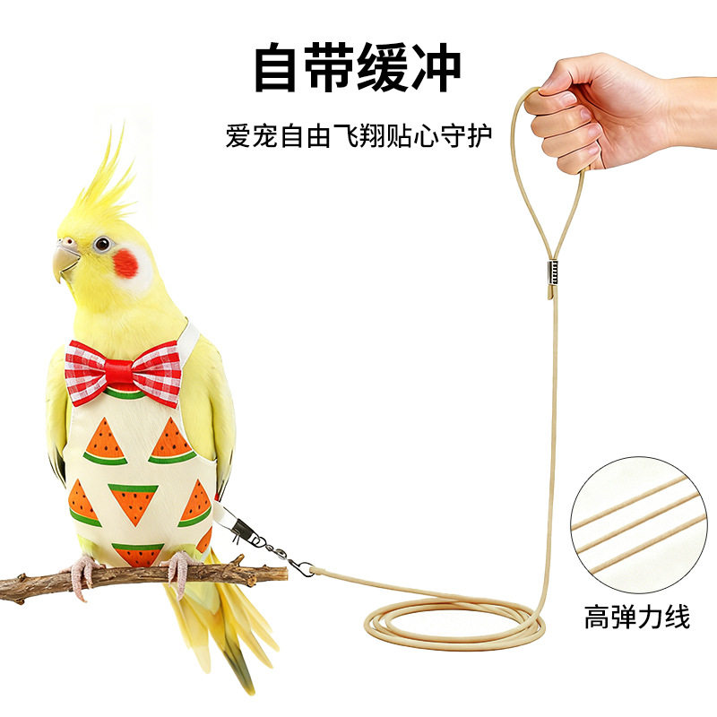 鹦鹉胸前装饰蝴蝶结鸟禽服饰自带缓冲高弹力线外出便携宠物用品,宠物/宠物食品及用品,鸟禽服饰,淘宝优惠券,粉丝福利购,淘宝优惠卷