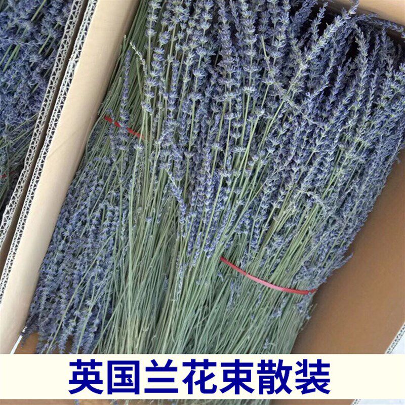 极速现货新疆薰衣草乾燥花束散装 英国蓝色的花束永生花. 装饰摆