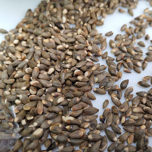 正品新货柏籽沂蒙山野生柏树种子枕芯填充柏子柏壳籽枕头