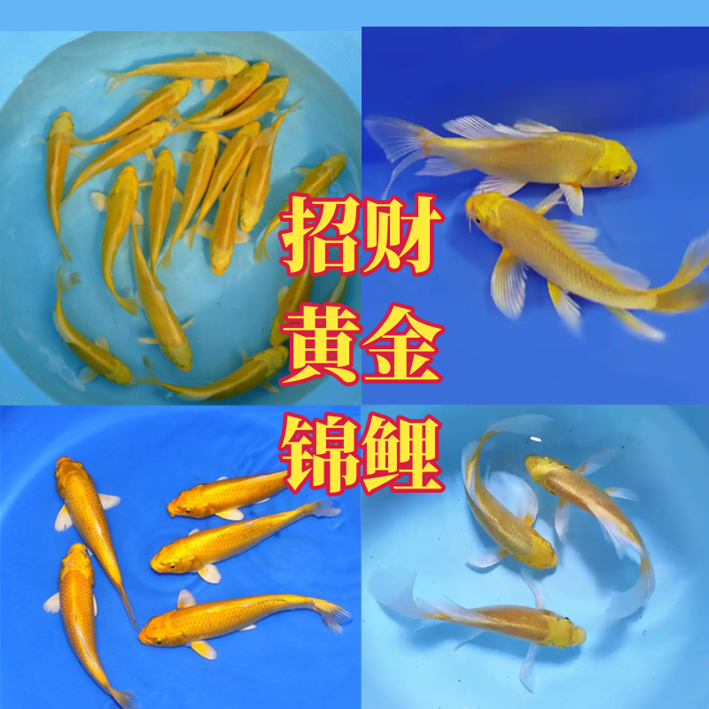 招财黄金锦鲤黄金龙凤锦鲤观赏鱼淡水鱼冷水鱼三色锦鲤红白锦鲤活