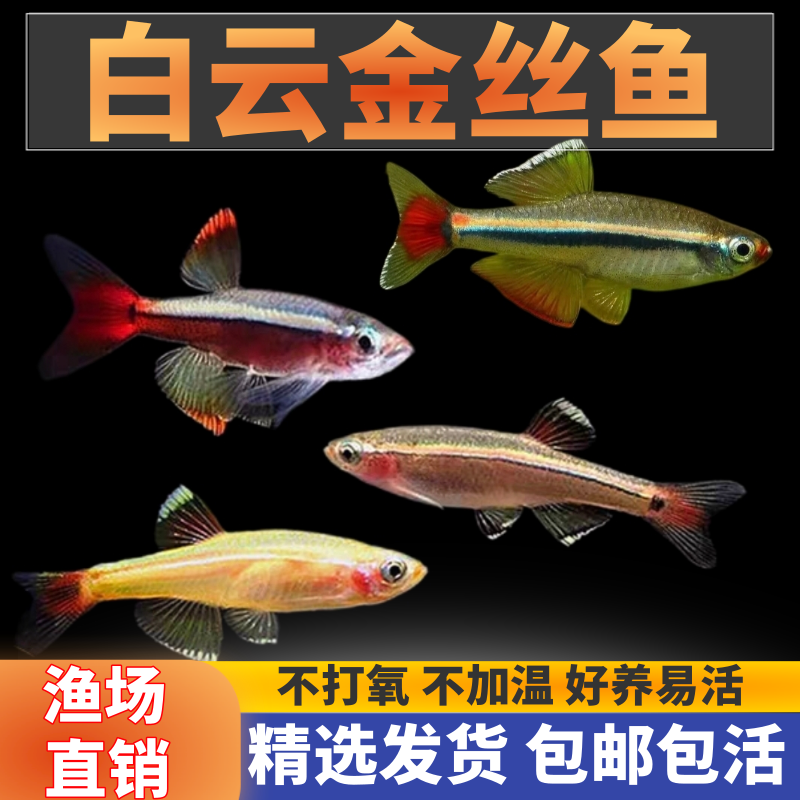 白云金丝黄花白云金丝小型鱼冷水鱼淡水鱼好养易活不打氧气灯科鱼