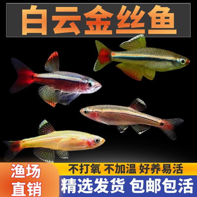 白云金丝黄花白云金丝