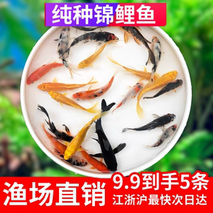 纯种锦鲤鱼红白大正三色黄金锦鲤龙凤锦鲤孔雀金松银松虎皮白写