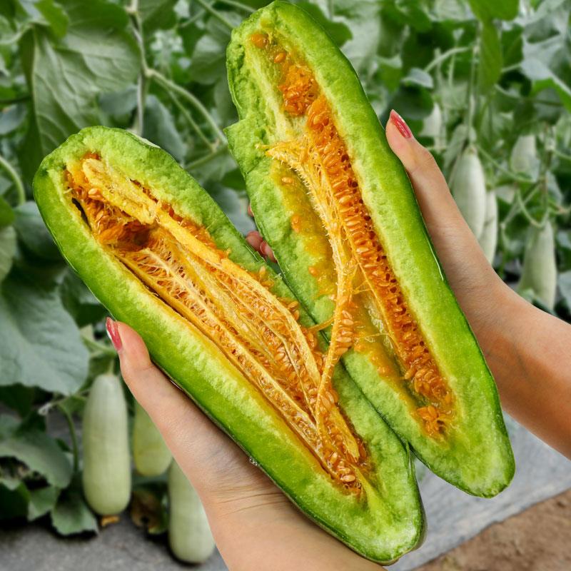 脆甜羊角蜜种子超甜四季阳台大田羊角脆香瓜甜瓜种籽冰糖子水果籽