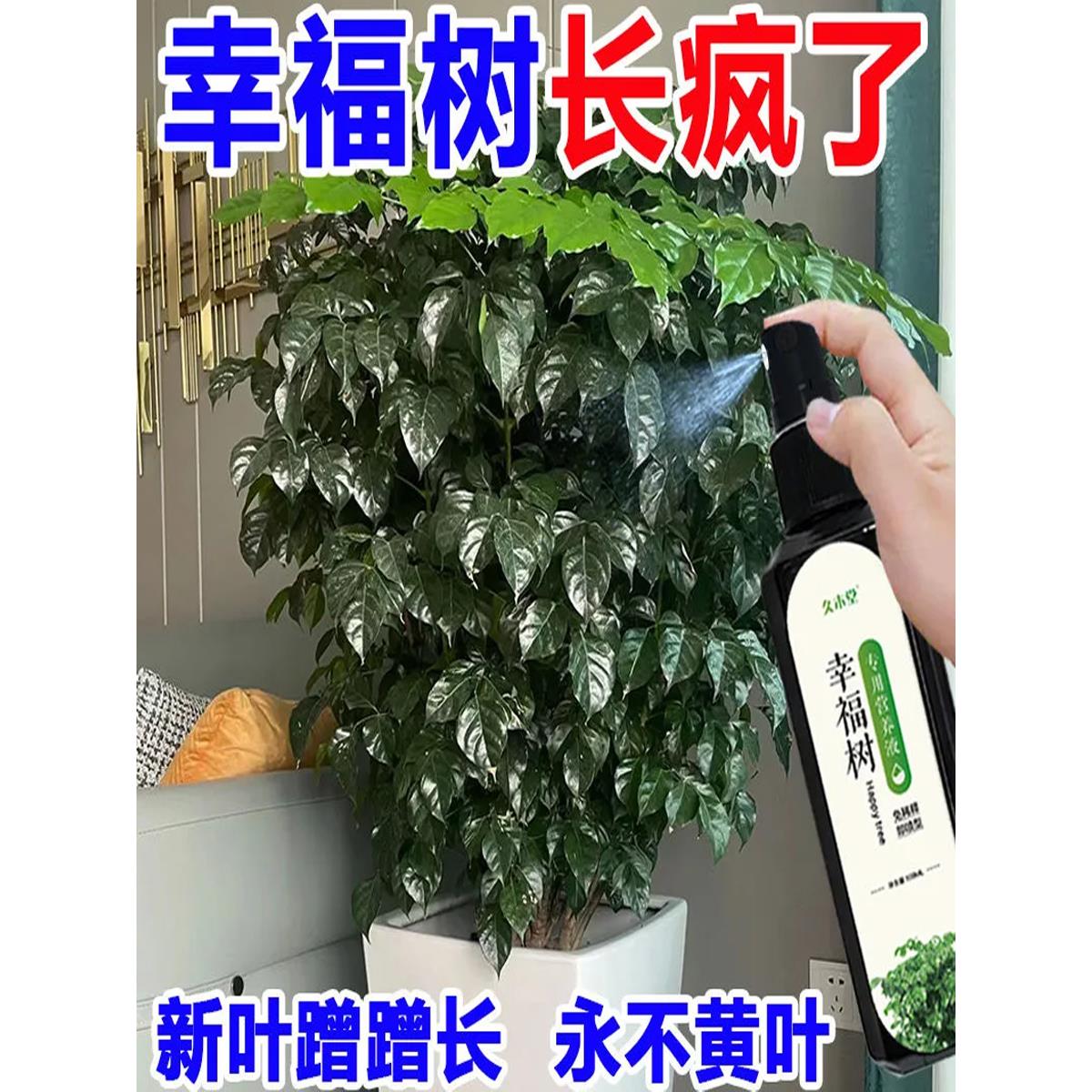 幸福树专用肥料营养液治落叶黄叶黑斑室内盆栽绿植物叶子干枯通用