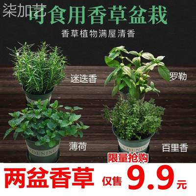 迷迭香植物盆栽绿植可食用香草盆栽西餐紫苏牛至罗勒香薄荷百里香