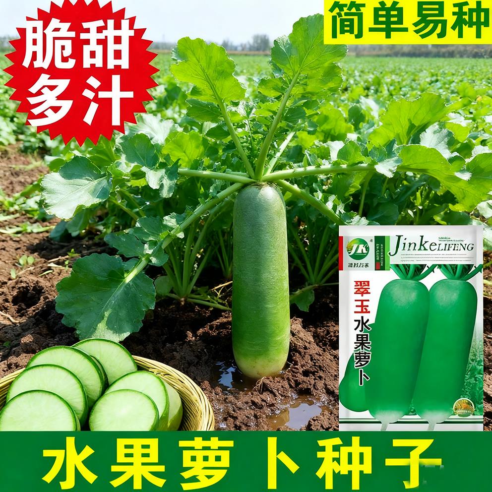 冰糖水果萝卜种子种籽子天津沙窝甜脆潍县罗卜籽种青四季孑糖心