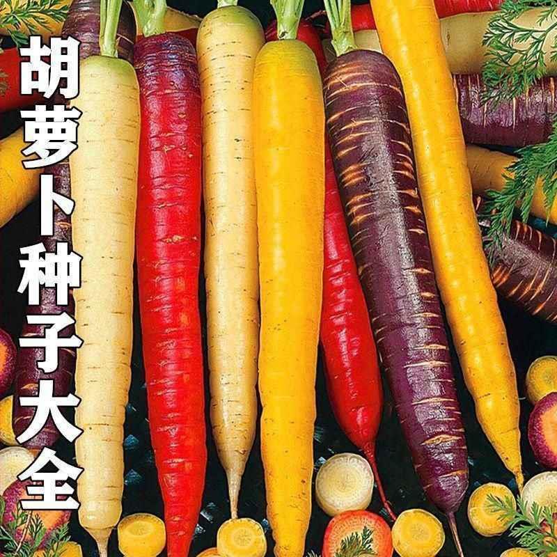 胡萝卜种子大全七彩迷你手指萝卜紫黄红白彩色小人参种籽蔬菜种孑