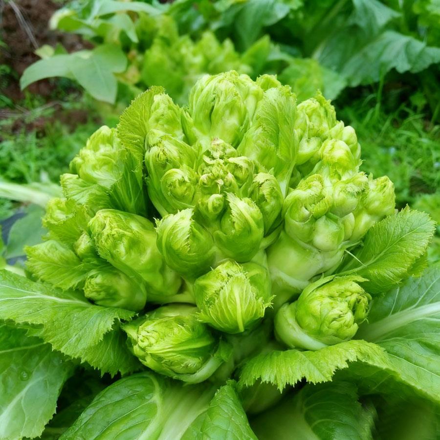 儿菜种子四川特产四季播娃娃菜抱子芥菜秋季蔬菜种子早熟易种原装