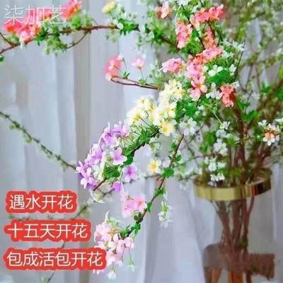 【年宵雪柳】水培干枝雪柳喷雪花茉莉花雪柳遇水开花枯木蓬春室内