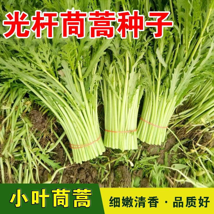 小叶茼蒿种子皇帝菜种籽光杆蒿子秆四季播阳台盆栽庭院蔬菜种子