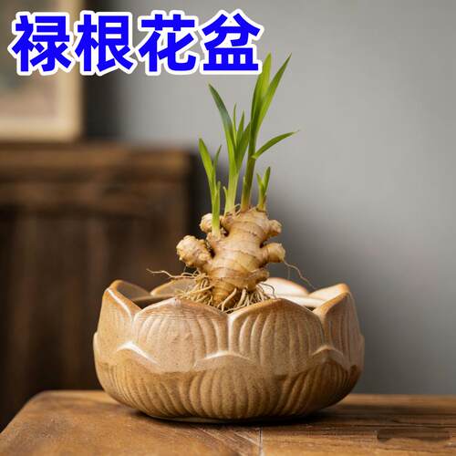 禄根花盆办公室桌面土培种植灵草容器养生姜专用托盘陶瓷盆栽器皿