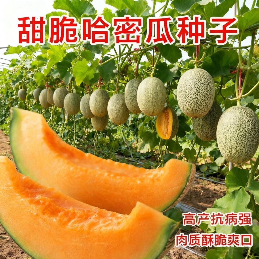 网纹哈密瓜种子超甜南北方四季播种水果甜瓜香西瓜阳台盆栽蔬菜籽