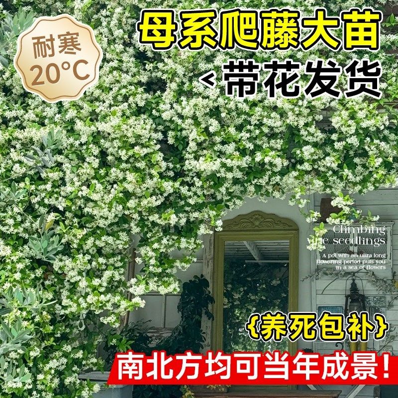 极速风车茉莉爬藤植物大s苗盆栽庭院爬墙四季开花卉绿植黄粉色地,鲜花速递/花卉仿真/绿植园艺,绣球/木绣球/木本植物,淘宝优惠券,粉丝福利购,淘宝优惠卷