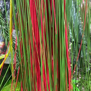 仿真植物垂挂柳叶丝柳条垂柳树装D饰造型鱼丝长水草摄影绿植假草