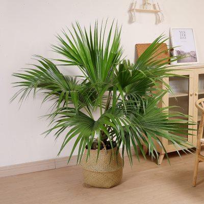 新双木林蒲葵盆栽庭院造景中国风禅意扇叶棕榈植物室内客厅大型绿