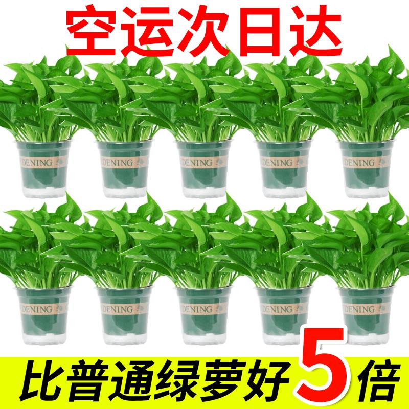 新疆西藏包邮一整箱绿箩吸除甲醛净化空气水培室内植
