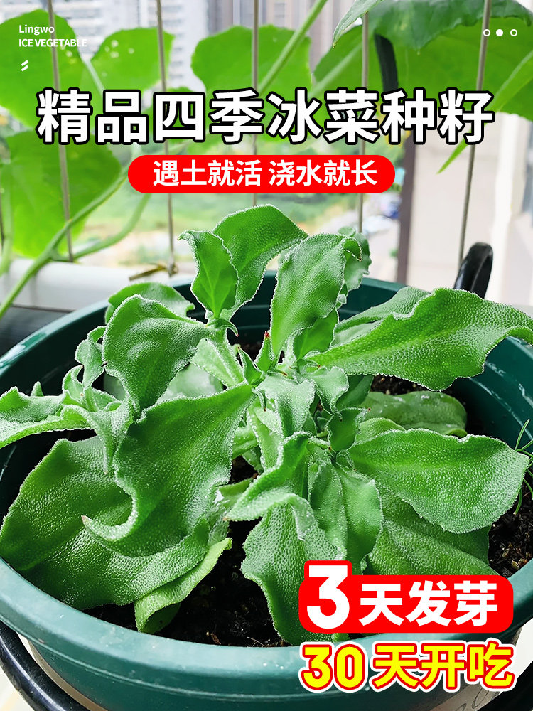 冰菜种籽水晶冰草秧苗秋冬新鲜蔬菜种子大全家庭阳台四季盆栽种孑