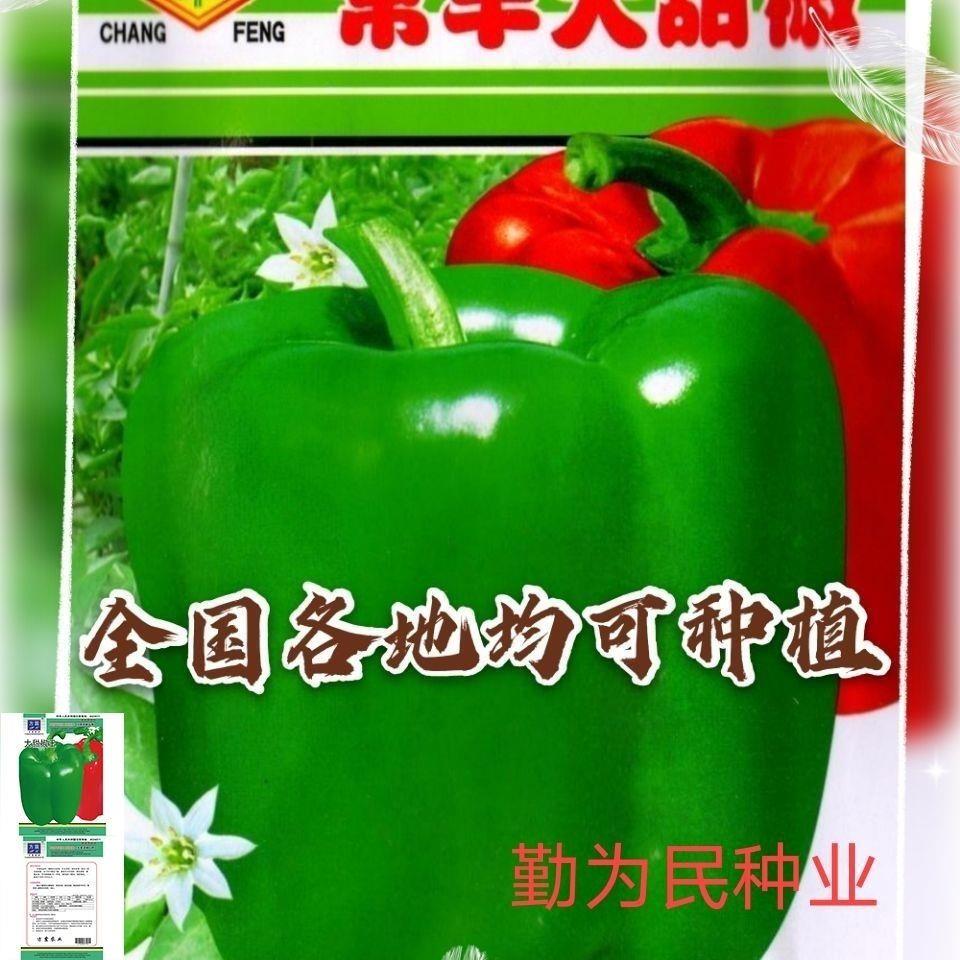 大甜椒种子特大灯笼椒新品种菜椒高产...