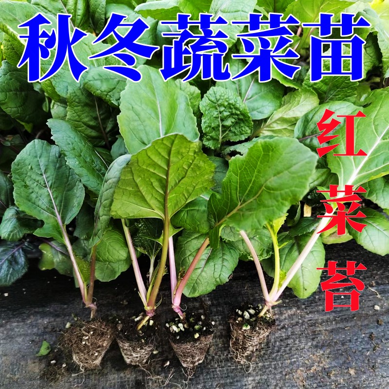 红菜苔苗蔬种子心紫家庭四季