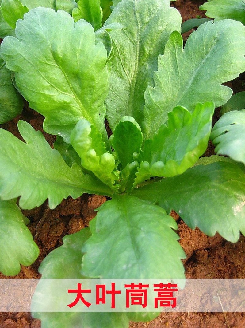 大叶茼蒿种子 火锅菜菜籽孑 春夏秋季播阳台盆栽菜园蔬菜种子四季 鲜花速递/花卉仿真/绿植园艺 家庭园艺种子 原图主图