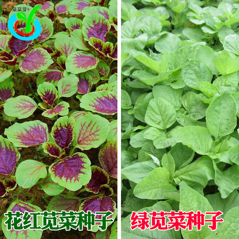 花红苋菜种子 农田菜园栽培柳叶红苋菜白苋籽晚抽苔苋菜蔬菜籽 鲜花速递/花卉仿真/绿植园艺 家庭园艺种子 原图主图