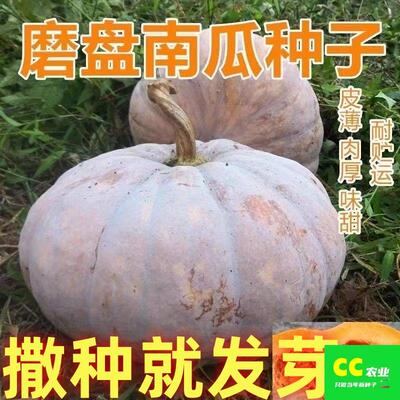 磨盘大南瓜种子巨型特甜超
