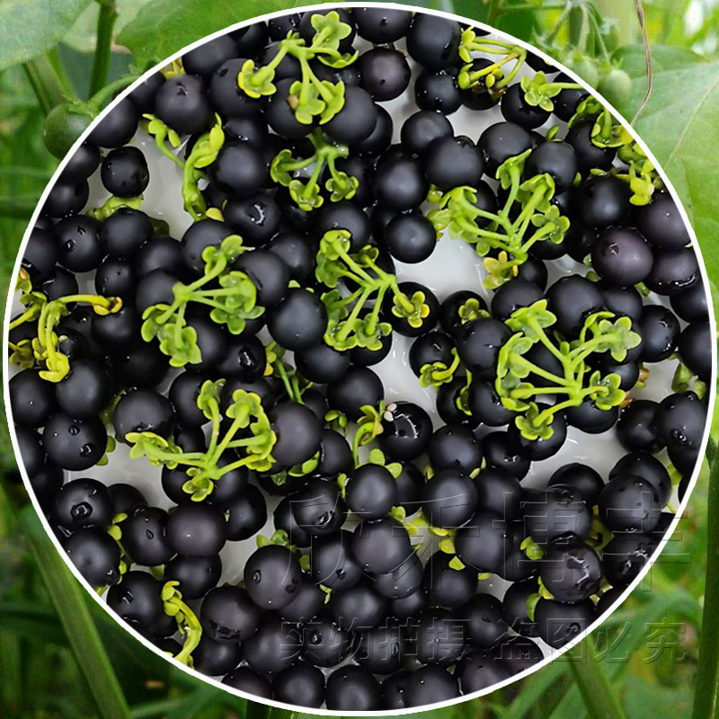 龙葵种子野生黑悠悠种籽春季夏秋冬季四季黑天天水果种孑阳台盆栽