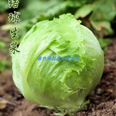 球生菜籽结形罗莎红汉堡四