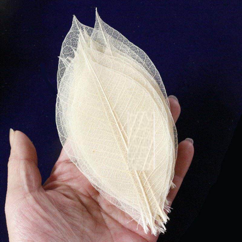 永生花盒标本书签原色100片天然树叶橡胶叶真树叶脉络干花植物