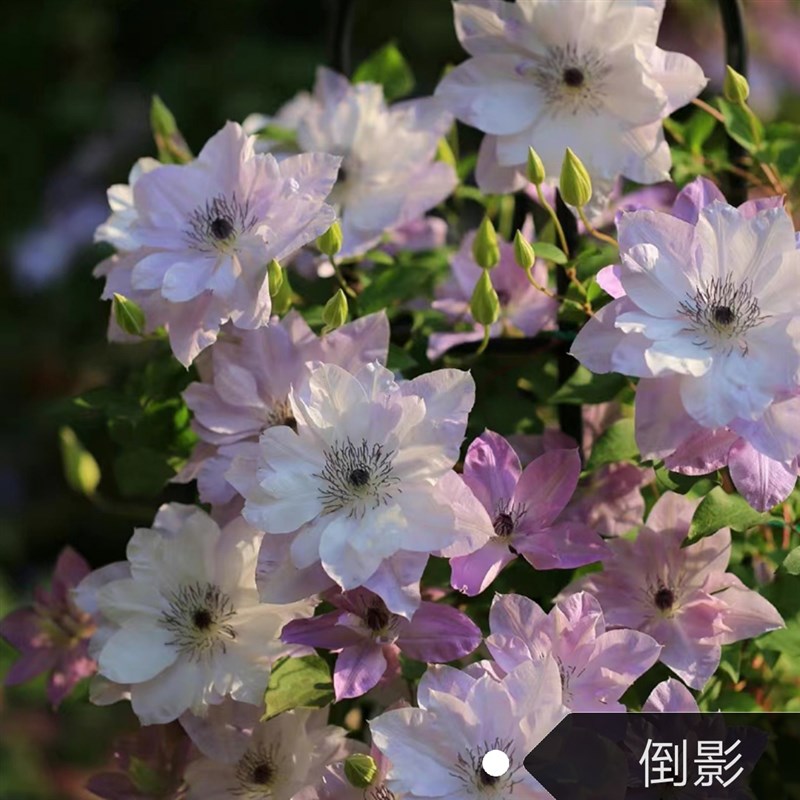 极速铁线莲营养钵小苗 倒s影 攀缘爬藤耐热阳台四季花苗庭院三类F