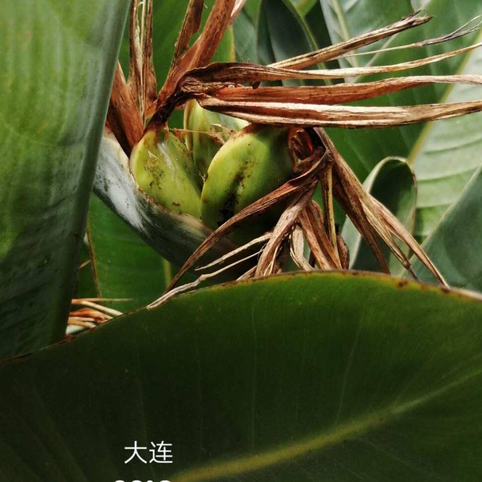 自家开花鹤望兰天堂鸟种子盆栽绿植花卉新鲜饱满黄色绒毛包邮