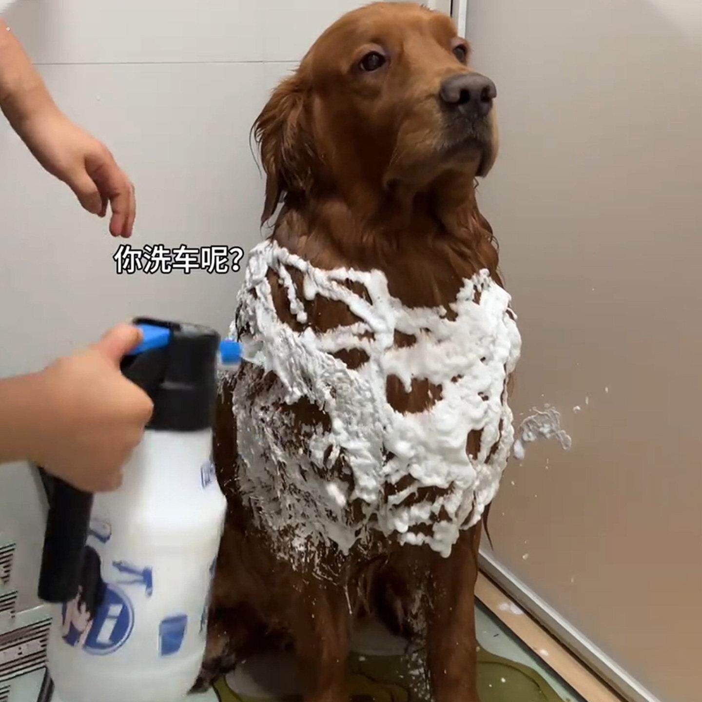 大型犬专用洗澡工具起泡神器自动电动打泡泡机洗狗泡沫喷壶洗澡刷