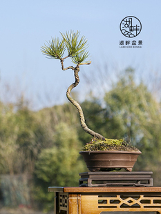 直销黄庭院树人好养茶桌小绿植一山松黑一老桩文品松造物盆景型阳