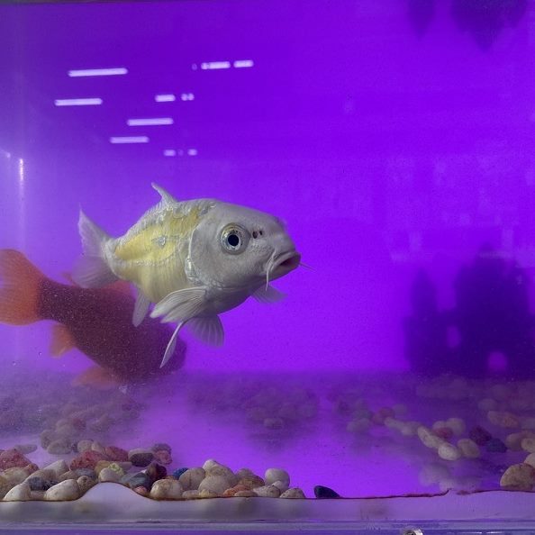 新款ADA水族馆超薄鱼缸背景灯板led无框草缸水草缸渐变色背光板