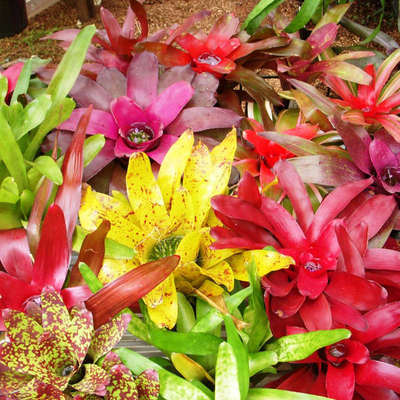 积水凤梨室内盆栽雨林造景热带阳台窗台室外地栽植物盆栽懒人好