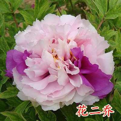 正宗牡丹花苗盆栽带花苞观赏植物室外花卉耐寒耐旱开重瓣牡丹芍