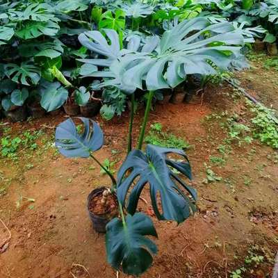土培龟背竹盆栽室内客厅植物开背大叶绿植吸甲醛净化空气四季常