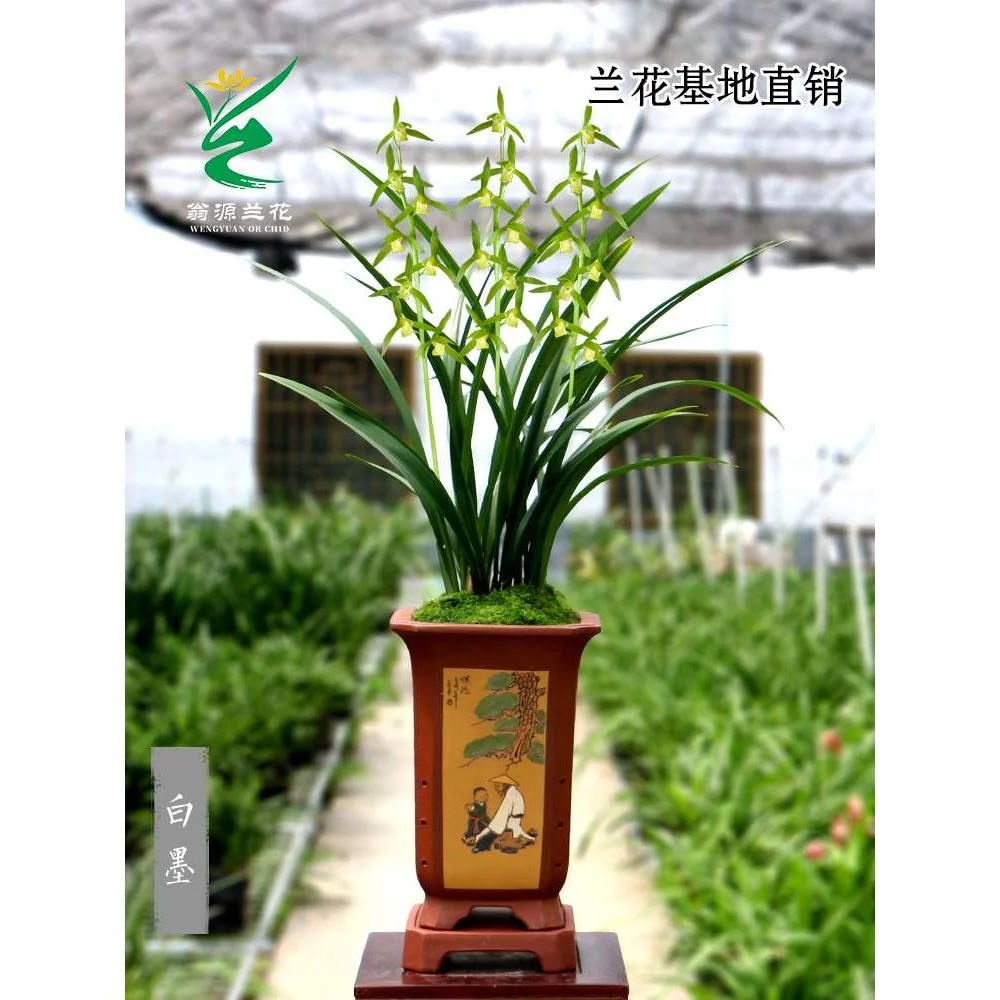 翁源兰花精品老种墨兰白墨浓香好易养除室内甲醛阳台绿植花卉新品