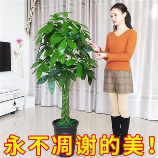 室内仿真绿植假树发财树仿真植物大型落地盆栽景塑料装 饰假花新款