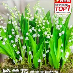 极速冬季c不怕冻的花冬天室外耐寒花耐冻花卉适合懒人养的花好看