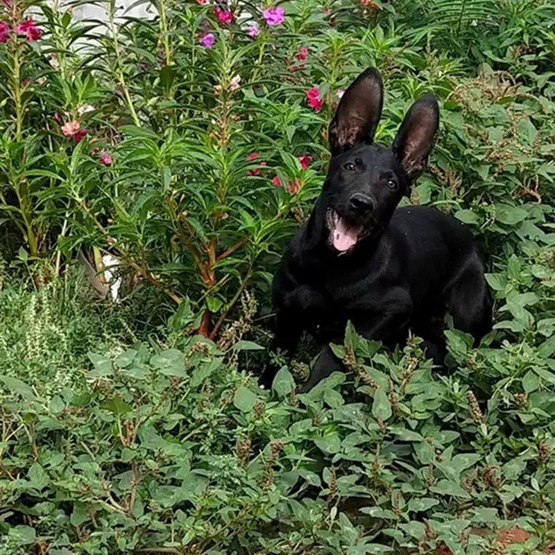 极速黑狼犬幼犬纯种活体中华墨界C黑狼犬大骨架巨型黑色看家护院