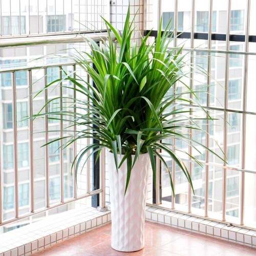 极速多头龙铁龙须树龙血s树室内客厅大型盆栽绿植花卉植物盆景净