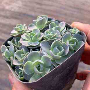 极速子持莲华爆盆多肉p子持莲华老桩多头大株盆栽组合桌面阳台室