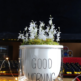 极速小白兔狸藻掌中花园无穷小亮苔藓雨林缸造景T微景观办公室水