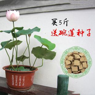 极速不浑水荷花泥大包荷花泥天然荷塘泥养龟河塘泥淤Y泥荷花睡莲