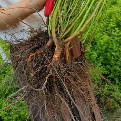 夏琳花园 实生蔷薇根 裸根发货B实生播种无刺蔷薇供月季嫁接砧木