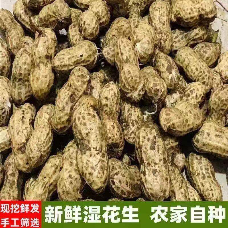 2026年新鲜湿花生带壳带泥发货