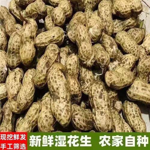 2026年新鲜湿花生带壳带泥发货